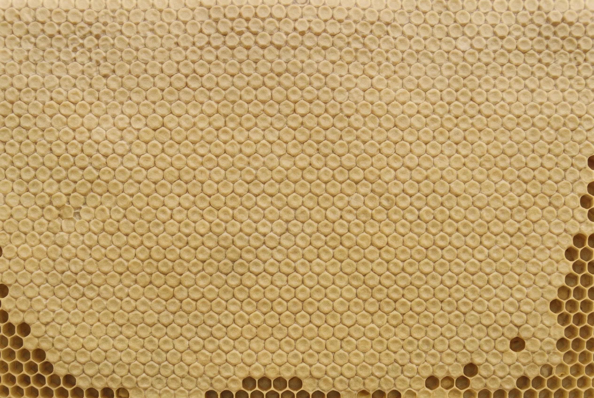 Capped wax comb, every cell sealed