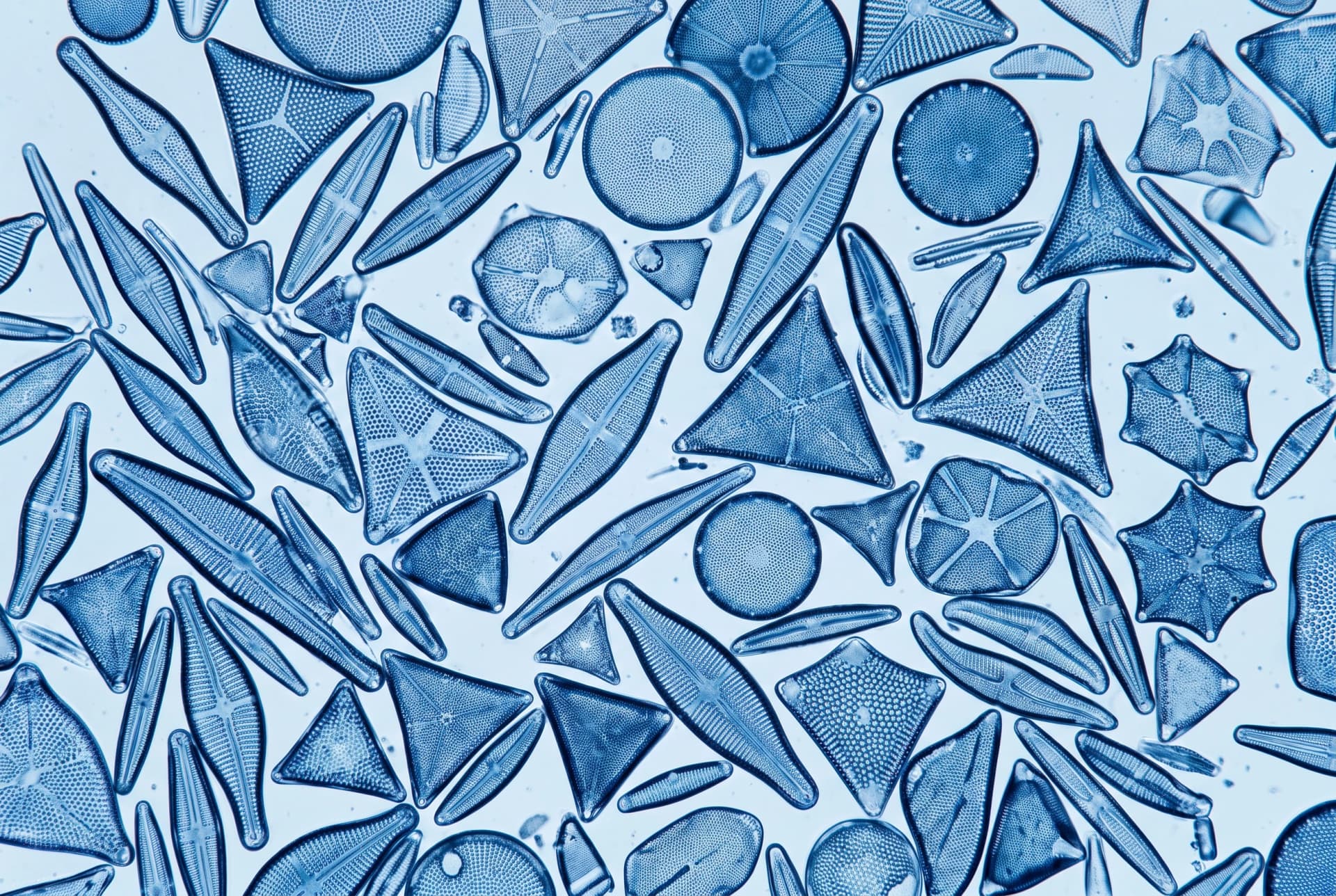 A strew slide of diatom frustules, each shell grown to the fixed plan of its species