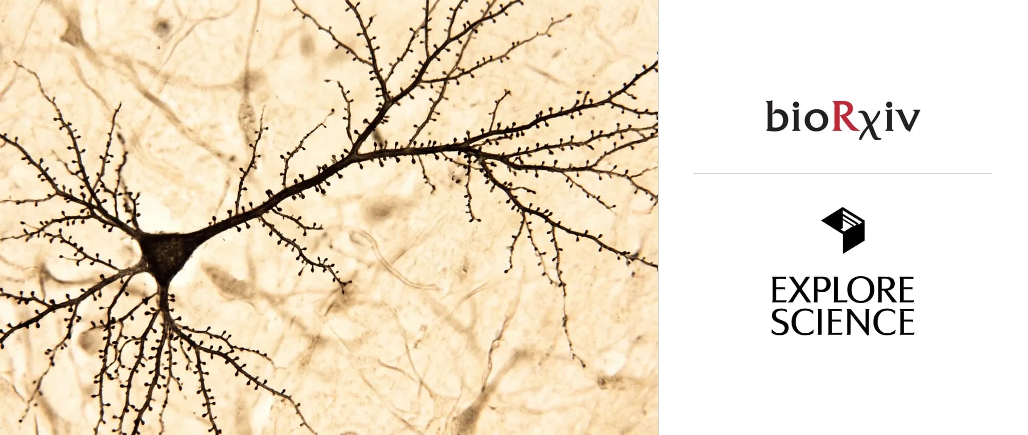 A Golgi-stained pyramidal neuron, its dendrites studded with spines, beside the bioRxiv and Explore Science logos